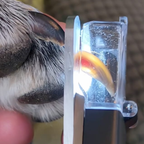 PawTrim™ 2-in-1 hoitotyökalu
